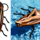 Illustration for article titled Spend the Rest of the Summer Floating Around on a Giant Cockroach